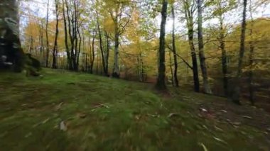 Doğada Sonbahar Manzarası 