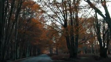 Doğada Sonbahar Manzarası 