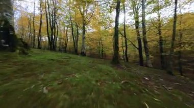 Doğada Sonbahar Manzarası 