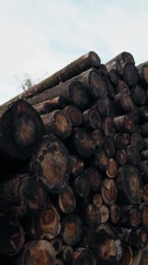 Doğada Sonbahar Manzarası 