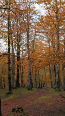 Doğada Sonbahar Manzarası 