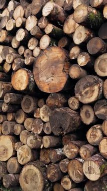 Doğada Sonbahar Manzarası 