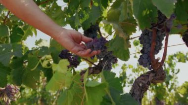 Bitkideki üzüm meyvelerinin kalite kontrolü . 