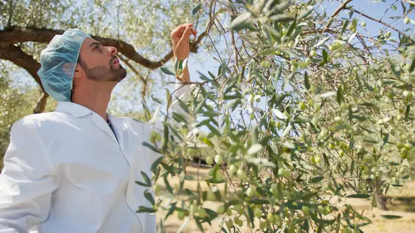 Uzman tarım uzmanı bir zeytin ağacının gövdesine dokunuyor..