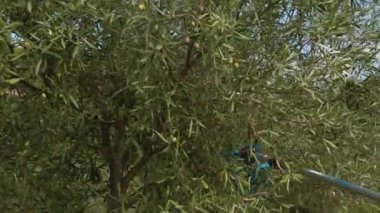 Pnömatik zeytin hasatçısı zeytinlerle dalları sallıyor.