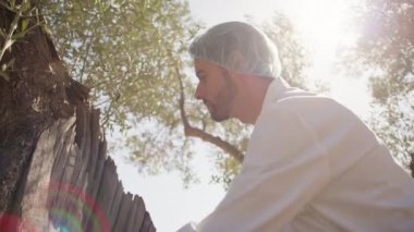 Bir zeytin ağacının gövdesini analiz eden laboratuvar önlüklü bir tarımcı. .