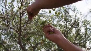 Yakın çekimde daldan zeytin toplayın.