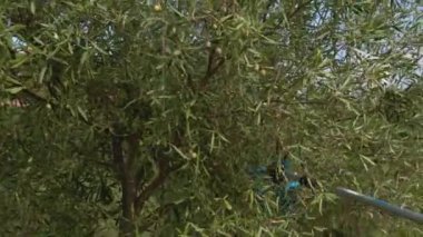 Pnömatik zeytin hasatçısı zeytinlerle dalları sallıyor.