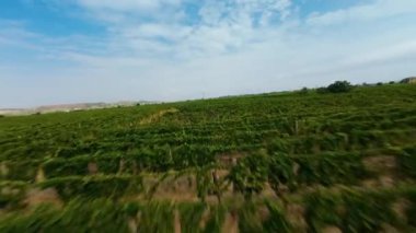 Kırmızı üzüm bağları üzerinde uçan