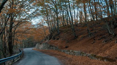 Doğada Sonbahar Manzarası