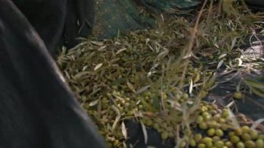 Ekstra bakir zeytinyağı üretimi için zeytin hasadı..