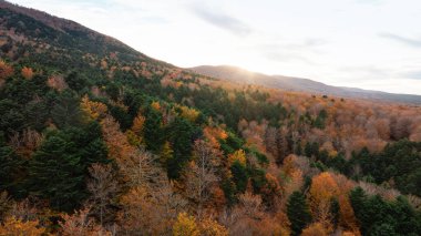 Doğada Sonbahar Manzarası