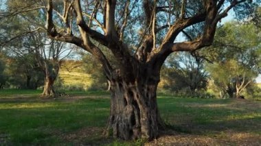 Ekstra bakir zeytinyağı üretimi.