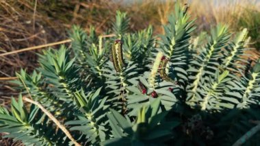 Büyük tırtıl yeşil izin yer..