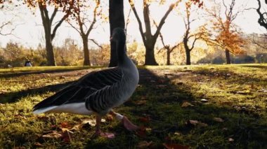 Londra Parkı 'nda Vahşi Yaşam ve Günışığı . 