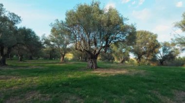 Ekstra bakir zeytinyağı üretimi.