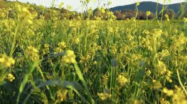 Sarı çiçekli kır çayırı