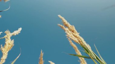 Buğdayın üzerinde berrak ve berrak bir gökyüzü .