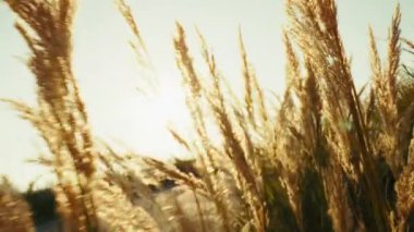 Batan Güneşin Altında Buğday Alanı. 