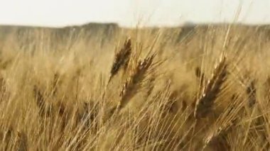 Şiddetli Rüzgar Buğday Tarlasını Vuruyor . 