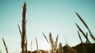 Mavi Gök Buğday Tarlasının Üzerinde . 