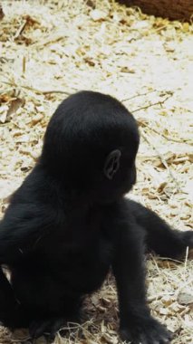Küçük siyah maymun dinleniyor ve yiyor. .