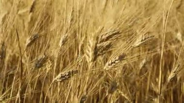 Buğday Dikenleri Bir Tarlada Birlikte Hareket Ediyor. 