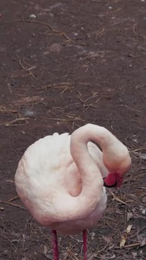 Vahşi doğada pembe bir flamingo 'nun detayları . 