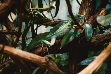 Ağaç dalında Yeşil Kertenkele. 