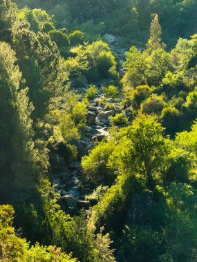 Nehir yeşil ormanın ortasında akar. Yüksek kalite fotoğraf