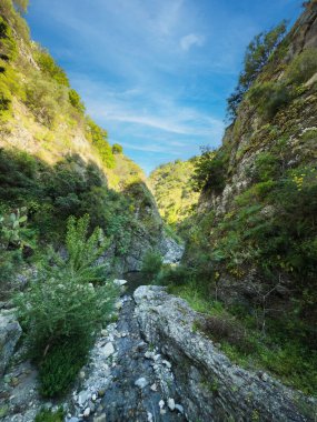 Ormana batmış deresi olan bir kanyon. Yüksek kalite fotoğraf