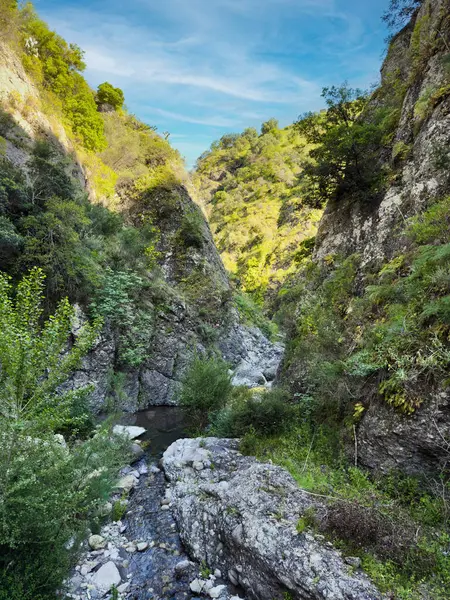 Ormana batmış deresi olan bir kanyon. Yüksek kalite fotoğraf