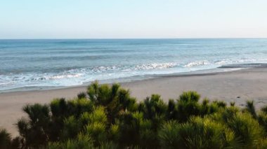 Deniz kıyısında ağaçlar ve kumlar . 