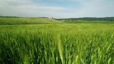 Bahar güneşinin altında yeşil buğday tarlası