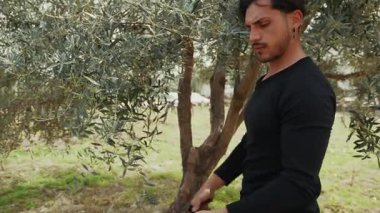 Doğada bir zeytin ağacının dalını şekillendiren adam.. 