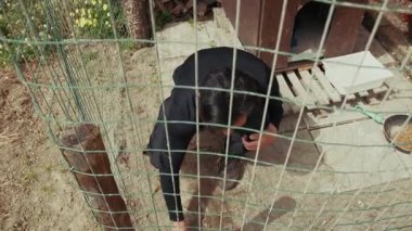 Genç Çiftçi Köpeğini Temizliyor . 