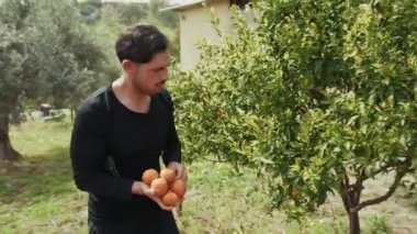 Çiftlikte Taze Portakalları Tutan ve Toplayan Adam. 