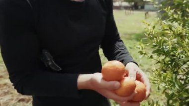 Güneşli bir günde Portakal Toplayan Adam.