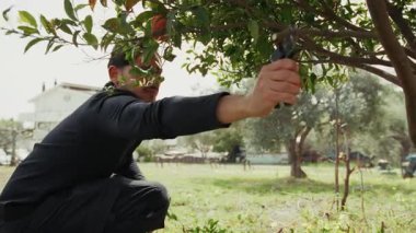 Mandallı ağacın dallarını kesen adam. 