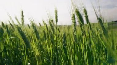 Bahar güneşinin altında yeşil buğday tarlası