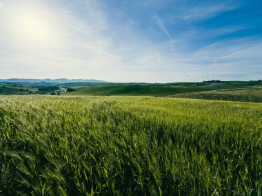 Yeşil doğada güneşli bir günde güneş ışığı . 