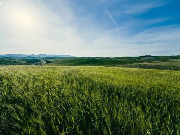 Yeşil doğada güneşli bir günde güneş ışığı . 