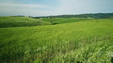 Bahar güneşinin altında yeşil buğday tarlası