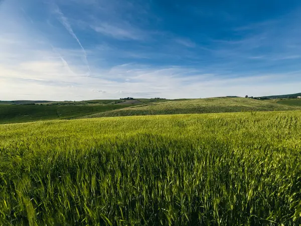 Çimenlerin Yeşil ve Altın Rengi . 