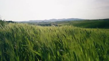 Bahar güneşinin altında yeşil buğday tarlası