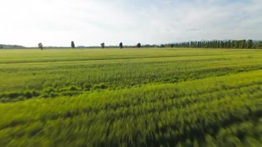 Bahar güneşinin altında yeşil buğday tarlası
