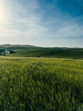 Doğadaki Yeşil Çimen Yakınındaki Sakin ve Neşeli Sahne .