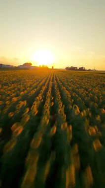 Ayçiçeği diyarının fpv çekimi