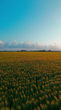 Ayçiçeği diyarının fpv çekimi.