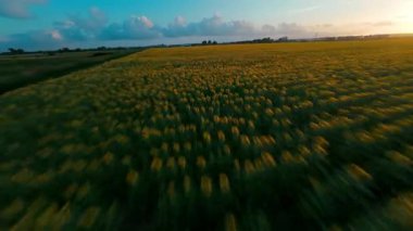 Ayçiçeği diyarının fpv çekimi